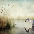 Breakfast for a Snowy Egret