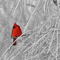 Frosty winter morning