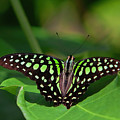 Tailed Green Jay